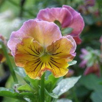 Photo Thumbnail #18: Perennial Viola's