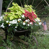 Photo Thumbnail #16: My old wheelbarrow which sits down by the road,...
