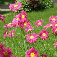 Photo Thumbnail #1: Painted Daisys & a small Hosta garden in the...