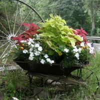 Photo Thumbnail #17: My old wheelbarrow which sits down by the road,...