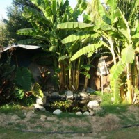 Photo Thumbnail #3: Pond in the corner with banana trees in the back