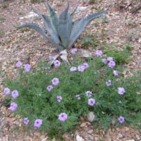 Photo Thumbnail #10: Century plant along side wild verbena.