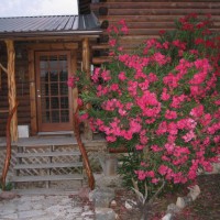 Photo Thumbnail #1: This is an oleander near the kitchen door. It...