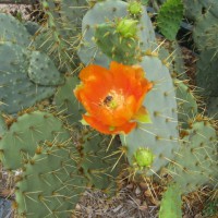 Photo Thumbnail #2: An orange colored prickly pear cactus.