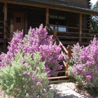 Photo Thumbnail #20: They say when the purple sage blooms, it's...