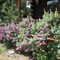 Photo Thumbnail #16: Purple Sage.