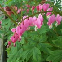 Photo Thumbnail #3: bleeding heart