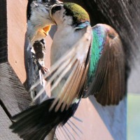 Photo Thumbnail #13: Male Tree Swallow