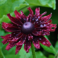 Photo Thumbnail #19: red rudbeka