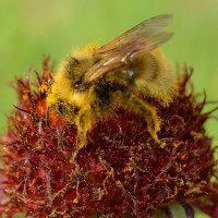 Photo Thumbnail #23: Pollen loaded