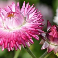 Photo Thumbnail #16: Strawflower