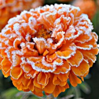 Photo Thumbnail #6: Frost on Marigolds