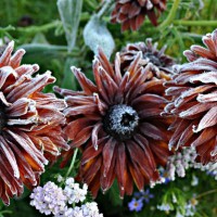 Photo Thumbnail #3: Frost on the Rudbeka