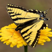 Photo Thumbnail #25: SwallowTail