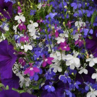 Photo Thumbnail #17: petunia ,lobelia