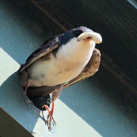 Photo Thumbnail #10: Tree Swallow carries out babies poop