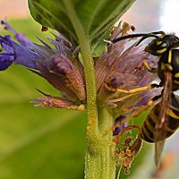 Photo Thumbnail #14: Yellow Jacket