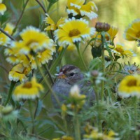 Photo Thumbnail #20: White Crown Sparrow