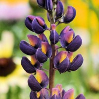 Photo Thumbnail #29: lupine