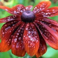 Photo Thumbnail #30: Cherokee Sunset Rudbeka