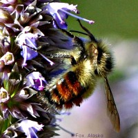 Photo Thumbnail #24: Buzzzzzz