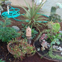 Photo Thumbnail #6: Succulent garden.  Spring 2008