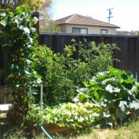 Photo Thumbnail #4: I have two levels in my yard with my vegetable...