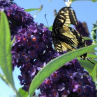 Photo Thumbnail #5: Butterfly on my butterfly plant in the front yard