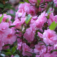 Photo Thumbnail #4: woodland garden azalea