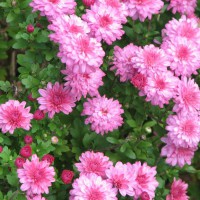 Photo Thumbnail #1: summer mums