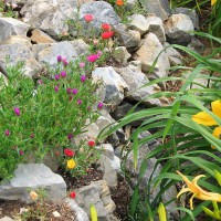 Photo Thumbnail #5: daylilies in ditch 