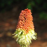 Photo Thumbnail #2: hot poker 