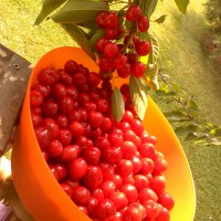 Photo Thumbnail #5: Bountiful crop of bing cherries! My 12 year old...