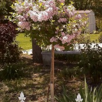 Photo Thumbnail #1: Prized plants! Two tree lilacs that flank...