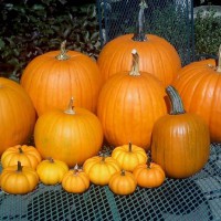 Photo Thumbnail #6: Fall 2010 Pumpkin crop from our 1st attempt at...