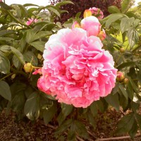 Photo Thumbnail #3: Double Pink Peony passed down to me from my...