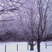 Photo Thumbnail #7: winter in back yard looking across to woods