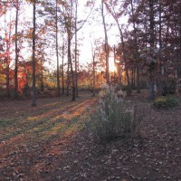 Photo Thumbnail #4: Side yard at sunset