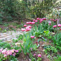 Photo Thumbnail #1: Early Spring bed in front of Crickhollow...