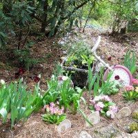 Photo Thumbnail #3: Tulips and primroses in the foreground and a...