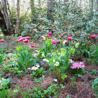 Photo Thumbnail #2: Hellebores, forget-me-nots, and primroses dot...