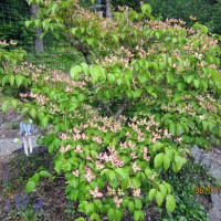 Photo Thumbnail #13: 2012 June 1.  This Dogwood Tree is probably...