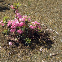 Photo Thumbnail #5: 2011 May 12. Rhododendron 'Bubble Gum' will...