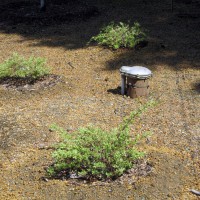 Photo Thumbnail #7: 2011 May 12.  Newly planted Japanese Dappled...