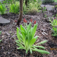 Photo Thumbnail #17: 2012 June 1.  Primrose Vialii under a dwarf...