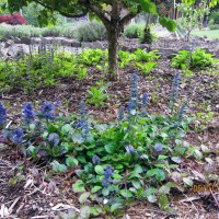 Photo Thumbnail #15: 2012 June 1.  I started this Ajuga from a...