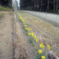 Photo Thumbnail #12: Thank heavens for daffodils on dreary days.