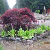 Photo Thumbnail #16: 2012 June 1.  Primrose Vialii in front of a 15...
