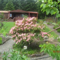 Photo Thumbnail #18: 2012 June 29.  Our Dogwood tree has been...