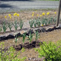 Photo Thumbnail #4: 2011 May 12. Daffodils are still blooming and...